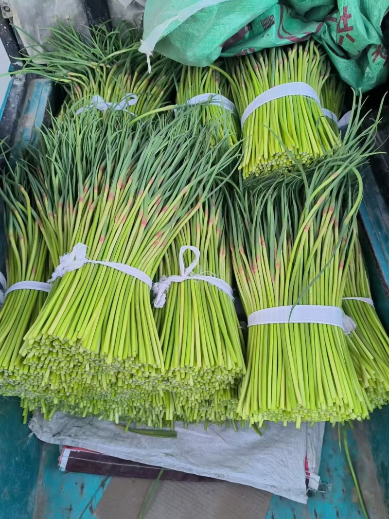 蒜薹/江苏邳州新鲜蒜薹/市场货/电商一件代发/对接全国