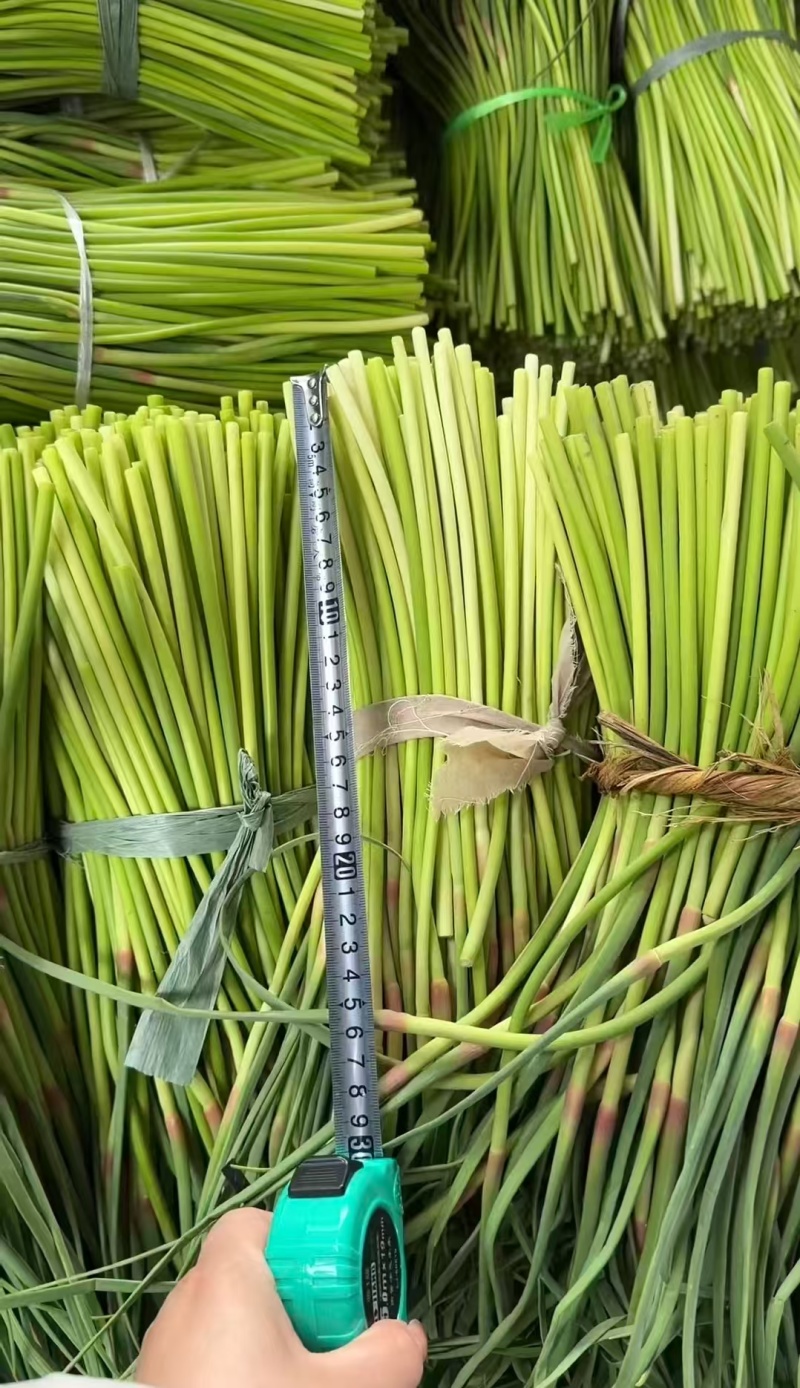 蒜薹/江苏邳州新鲜蒜薹/市场货/电商一件代发/对接全国