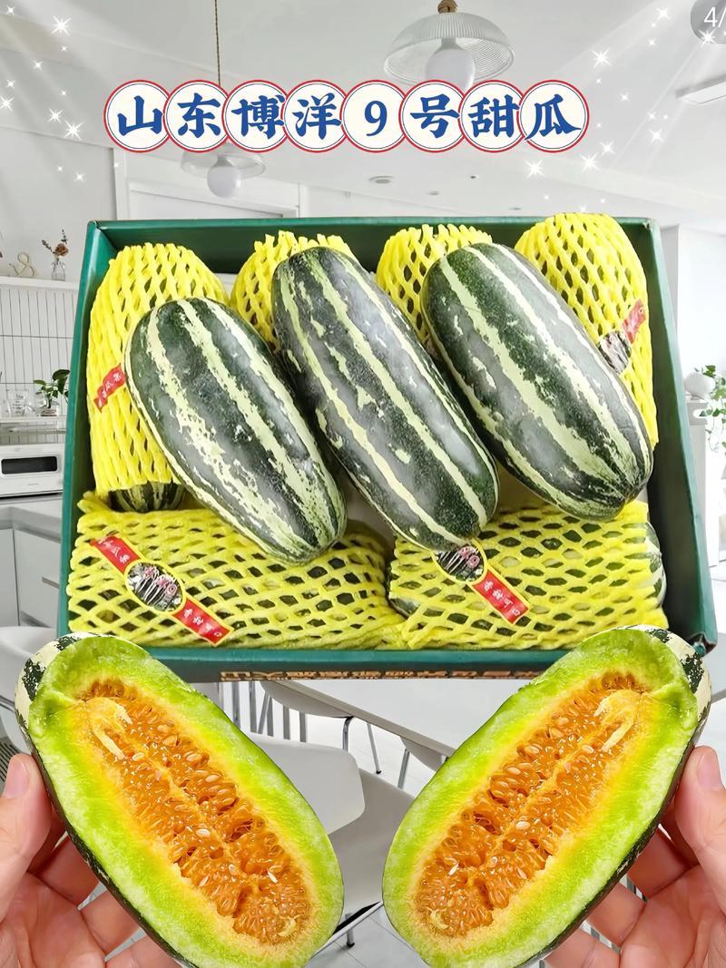 博洋九甜瓜博洋甜瓜价格实惠运输便利欢迎电联货发全国