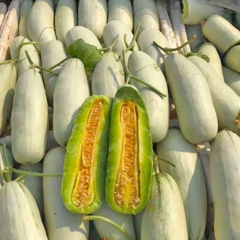 羊角蜜甜瓜脆甜可口基地直发保质保量量大价优欢迎电联