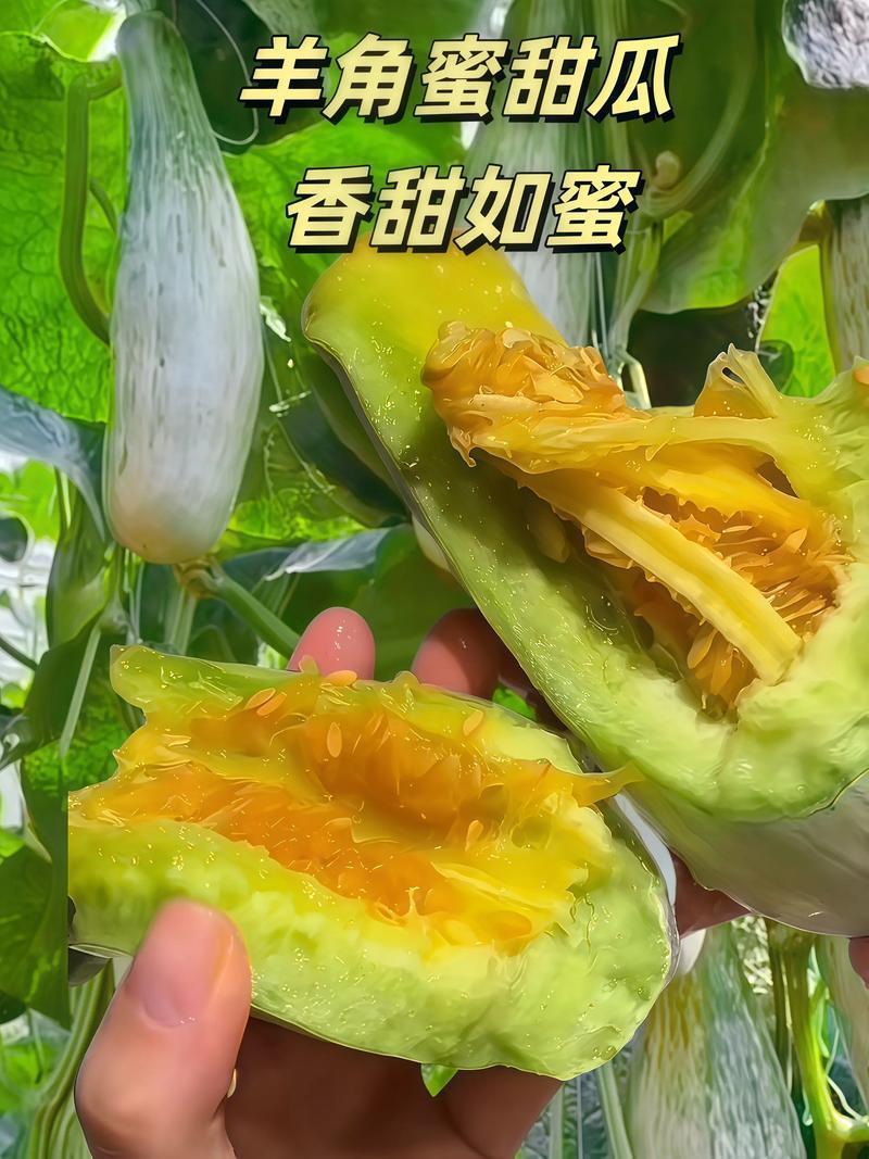羊角蜜甜瓜脆甜可口基地直发保质保量量大价优欢迎电联