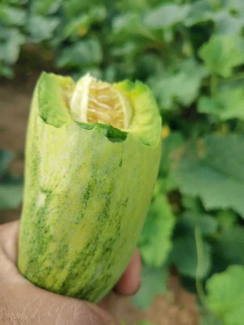 羊角蜜甜瓜脆甜可口基地直发保质保量量大价优欢迎电联