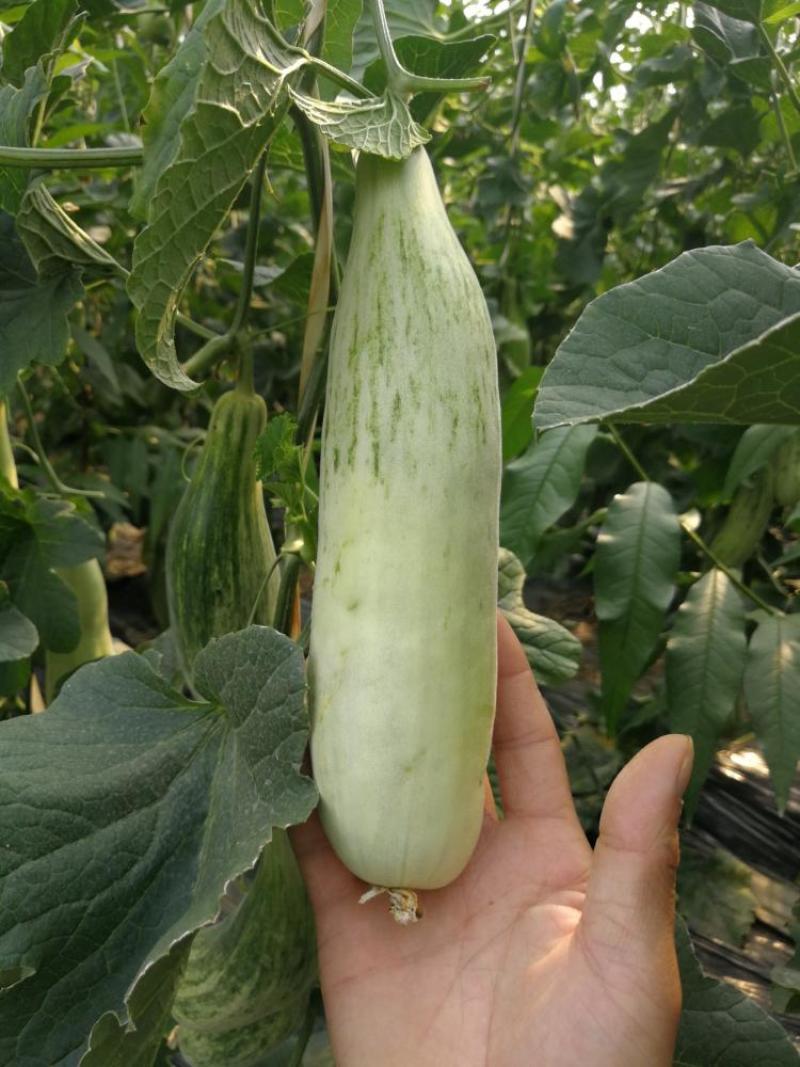 羊角蜜甜瓜脆甜可口基地直发保质保量量大价优欢迎电联
