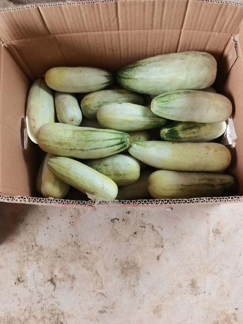 羊角蜜甜瓜脆甜可口基地直发保质保量量大价优欢迎电联