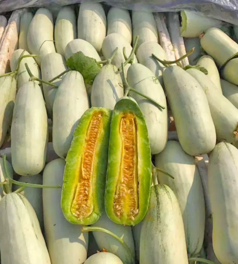 羊角蜜甜瓜脆甜可口基地直发保质保量量大价优欢迎电联