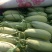 羊角蜜甜瓜脆甜可口基地直发保质保量量大价优欢迎电联
