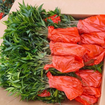 竹柏平安竹网红驱蚊竹可水培植物
