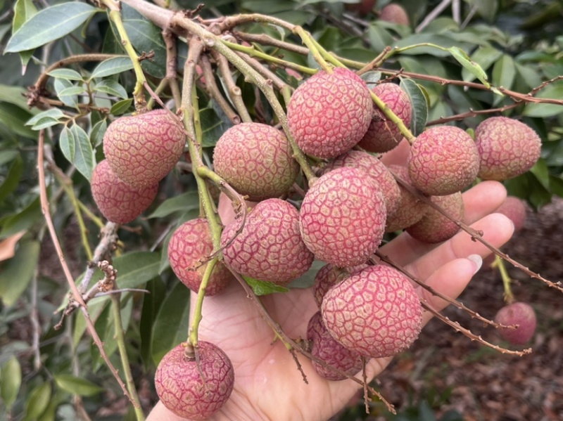 广东茂名荔枝早水品种大批量上市