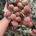 广东茂名荔枝早水品种大批量上市
