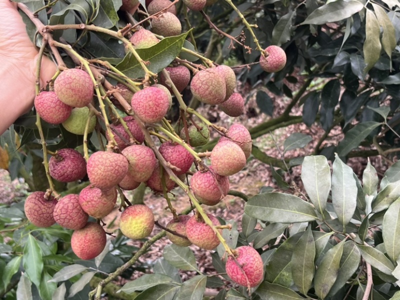 广东茂名荔枝早水品种大批量上市