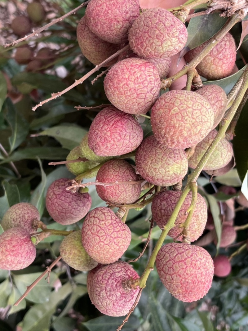 广东茂名荔枝早水品种大批量上市
