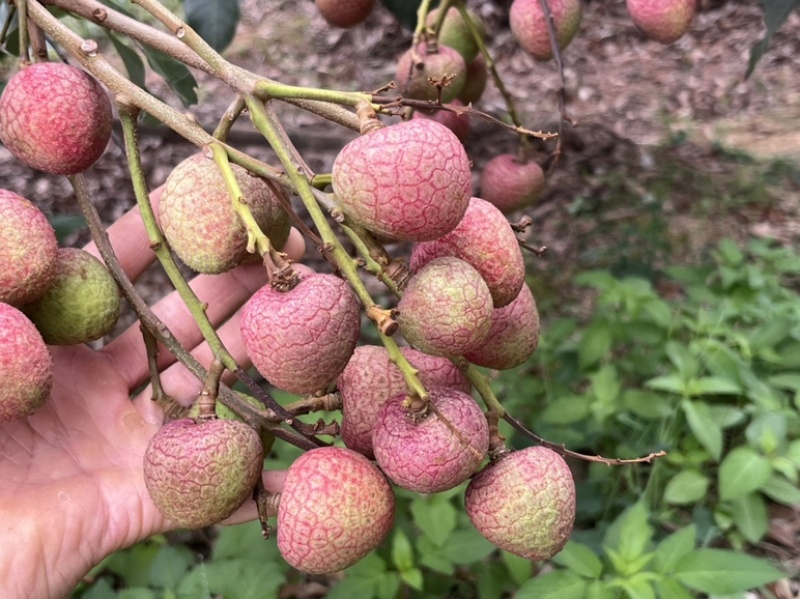 广东茂名荔枝早水品种大批量上市