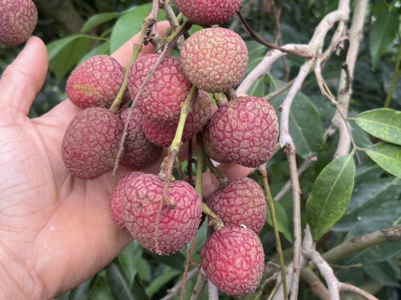 广东茂名荔枝早水品种大批量上市