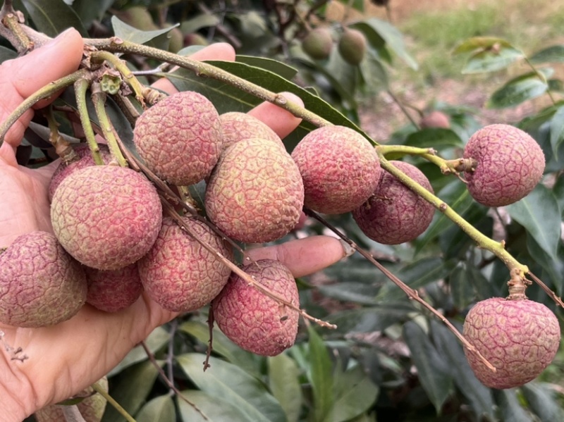 广东茂名荔枝早水品种大批量上市