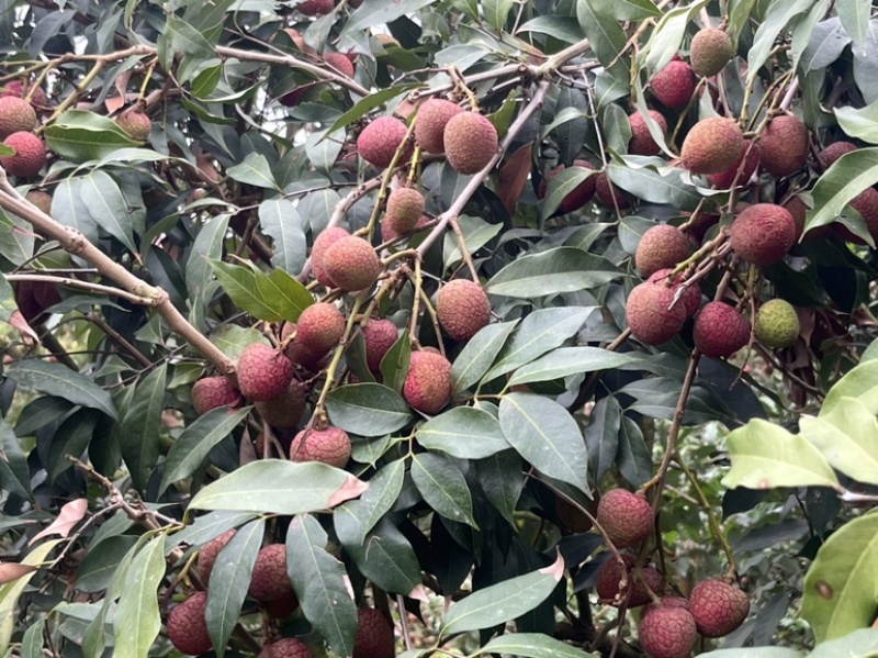 广东茂名荔枝早水品种大批量上市