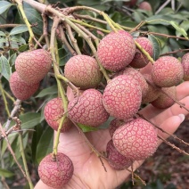 广东茂名荔枝早水品种大批量上市