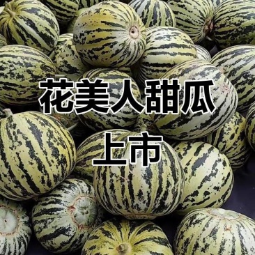 花美人甜瓜花蕾甜瓜美人香瓜基地直发价格实惠欢迎老板联系