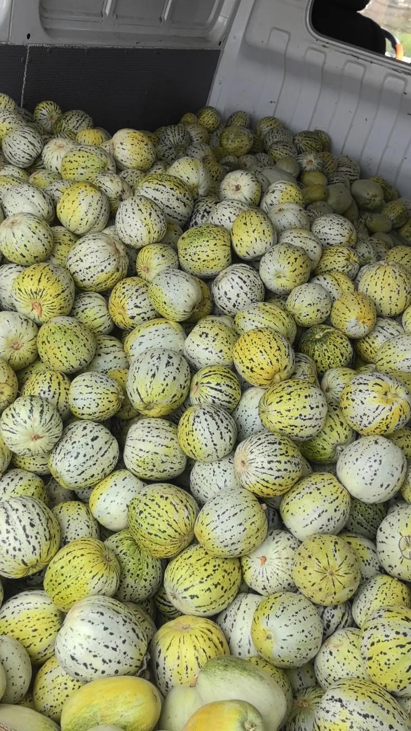 花美人甜瓜花蕾甜瓜美人香瓜基地直发价格实惠欢迎老板联系