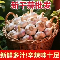 大蒜/金乡大蒜/产地直发/基地备货/对接全国采购商