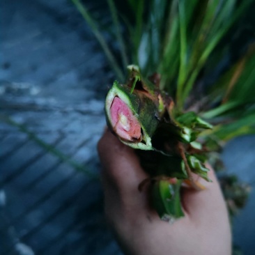 湘西野生石菖蒲种苗联系我电话和微***********