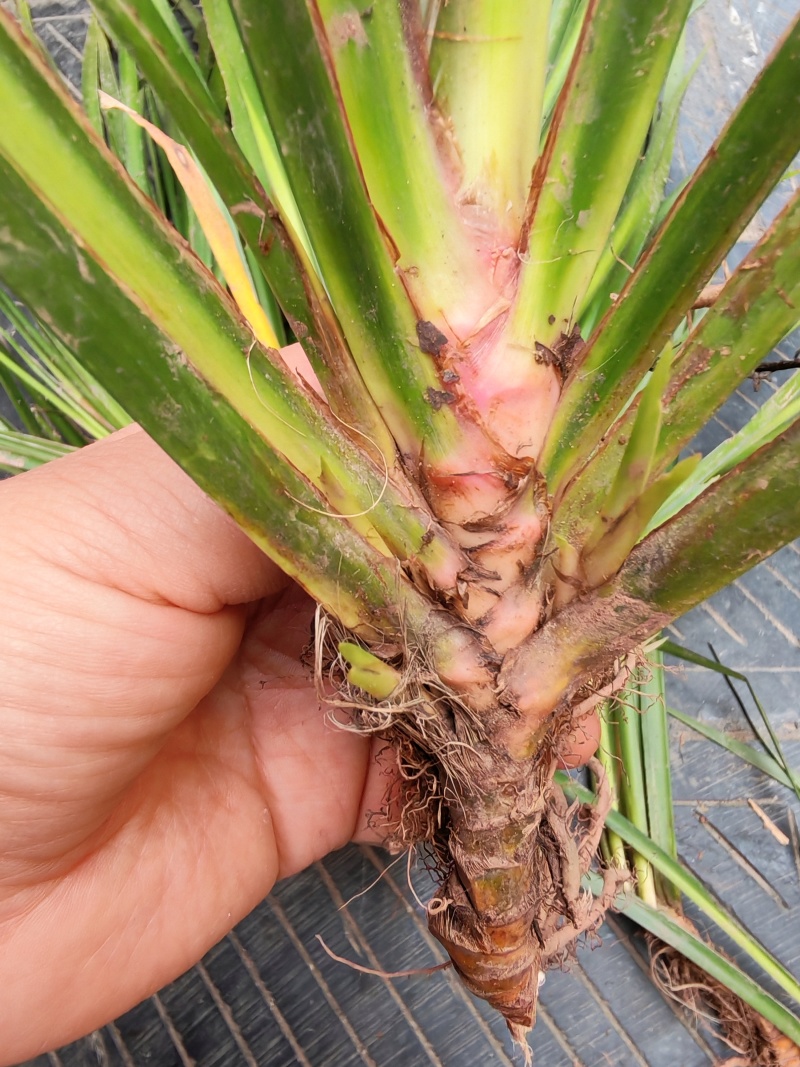 湘西野生石菖蒲种苗联系我电话和微***********