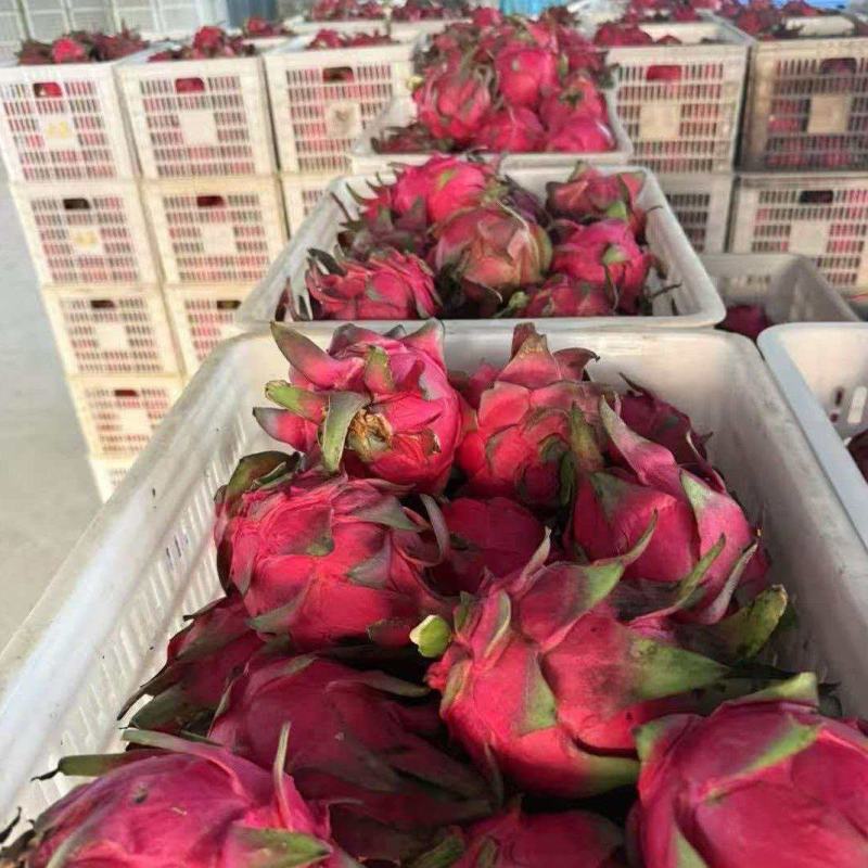 广东红心火龙果价格优惠质量好走货快欢迎询价热卖全国