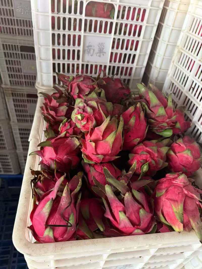 广东红心火龙果价格优惠质量好走货快欢迎询价热卖全国