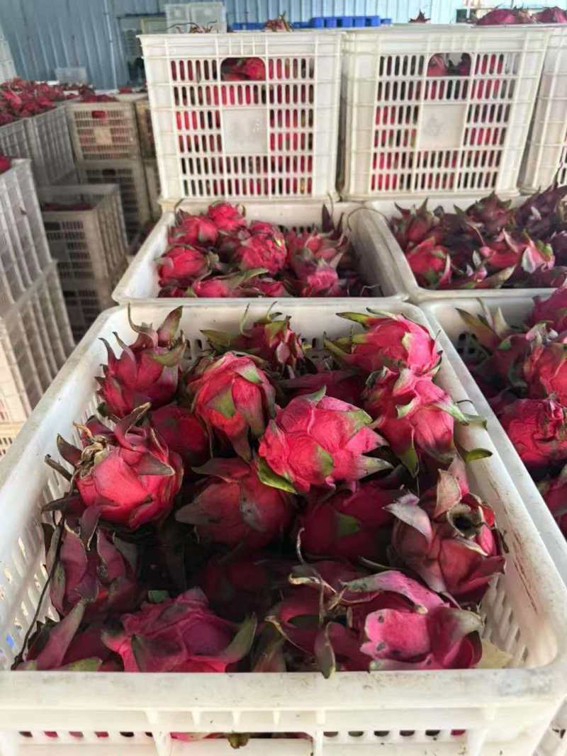 广东红心火龙果价格优惠质量好走货快欢迎询价热卖全国