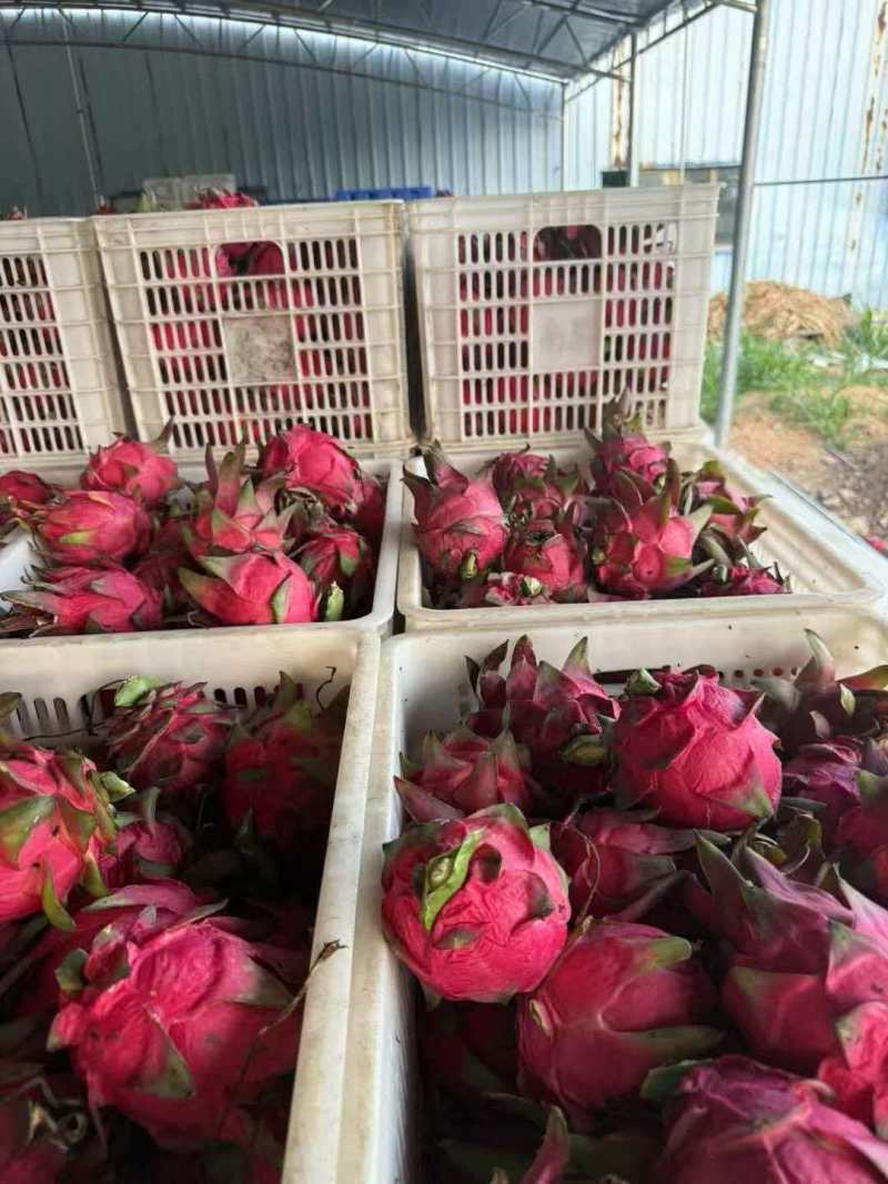 广东红心火龙果价格优惠质量好走货快欢迎询价热卖全国