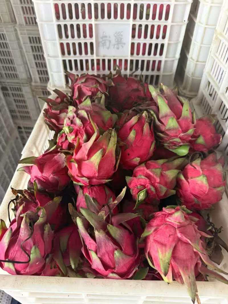 广东红心火龙果价格优惠质量好走货快欢迎询价热卖全国