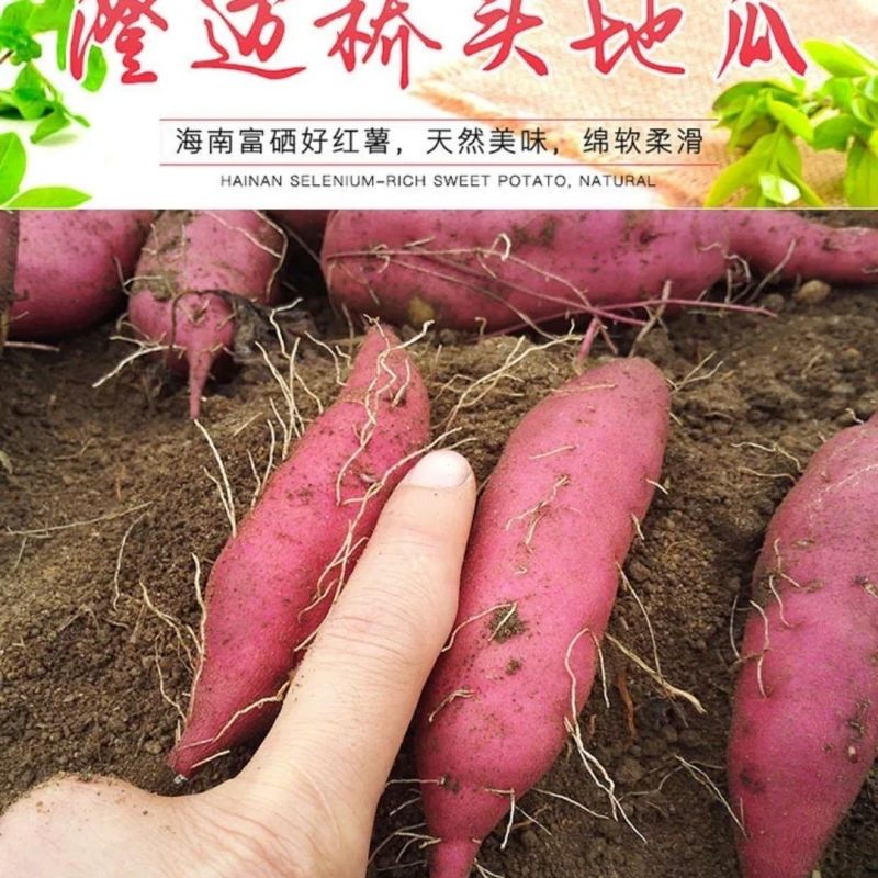 正宗海南红薯澄迈桥头地瓜沙地番薯板栗薯香芋有机农民批发