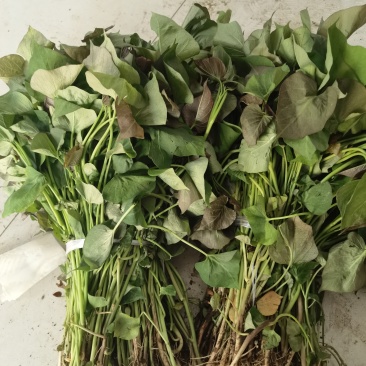 河北晋州脱毒红薯苗西瓜红龙九蜜薯苗哈密，商薯基地现货