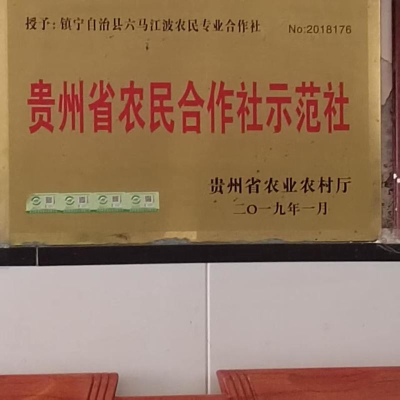 贵州六马蜂糖李核心产地