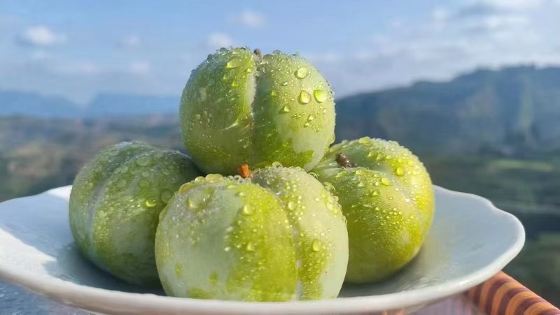 贵州六马蜂糖李核心产地