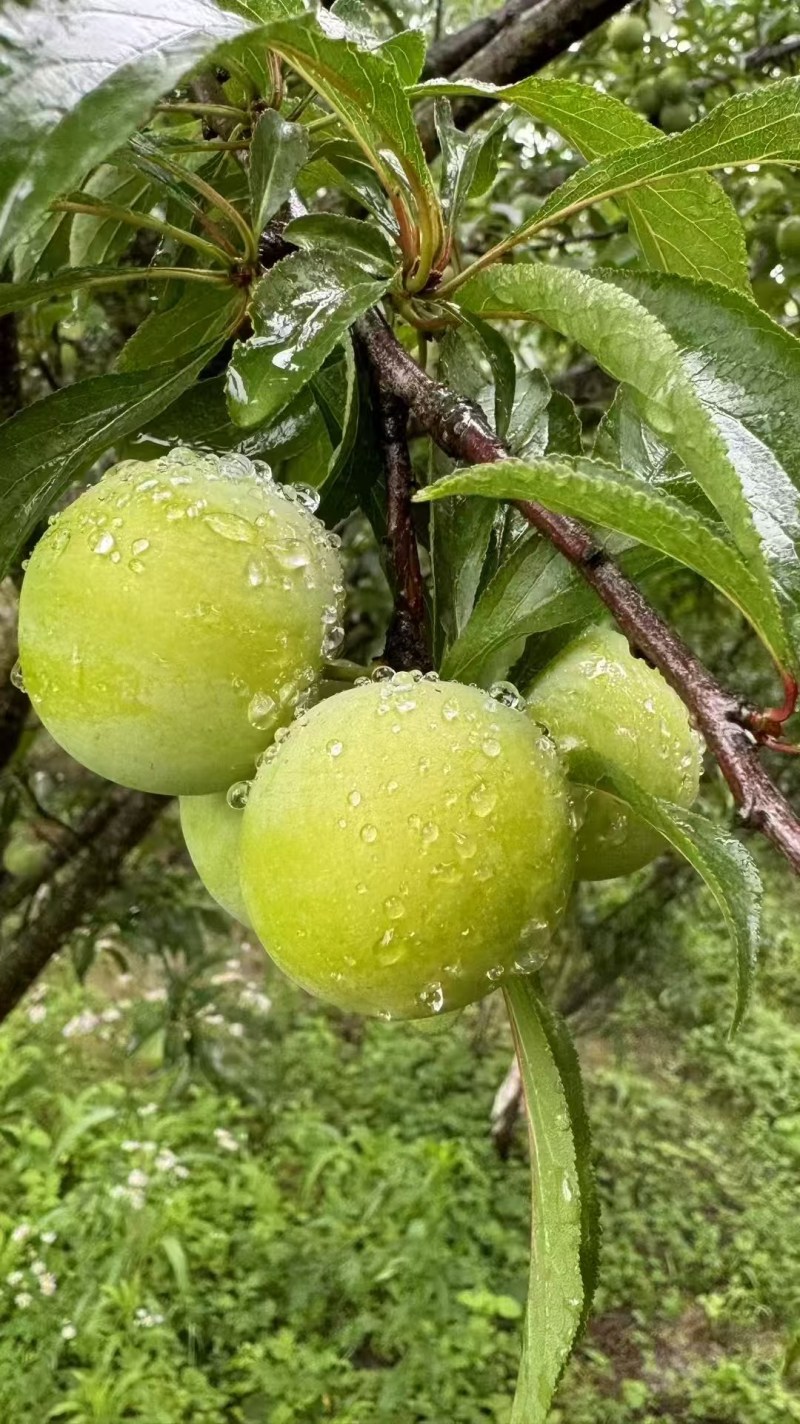 贵州六马蜂糖李核心产地