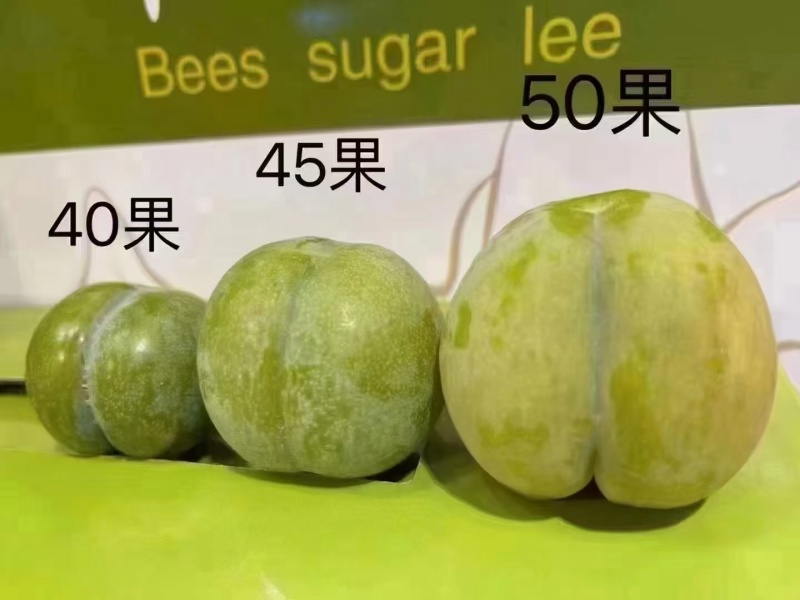 贵州六马蜂糖李核心产地