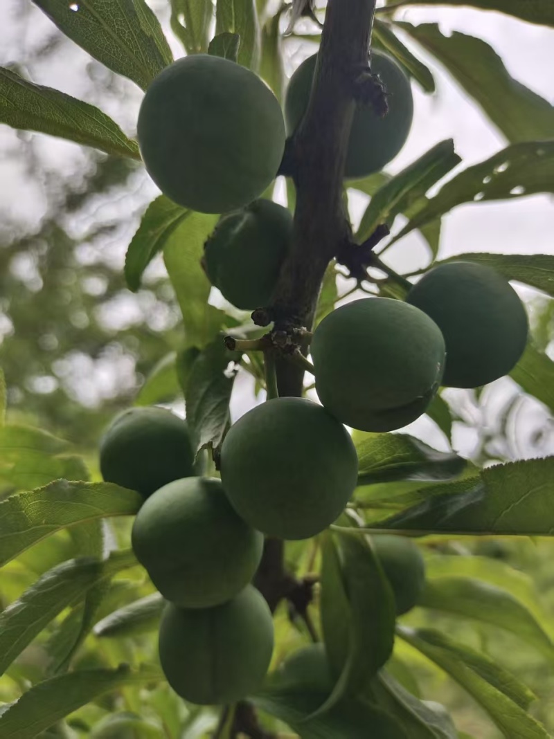 贵州六马蜂糖李核心产地
