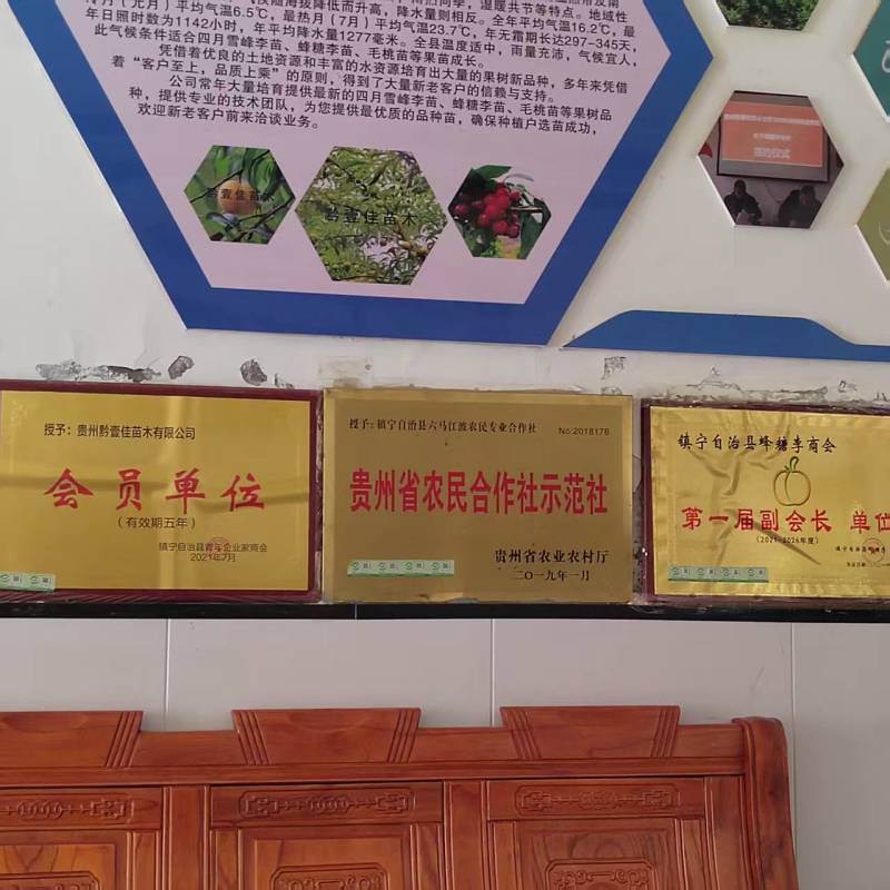 贵州六马蜂糖李核心产地