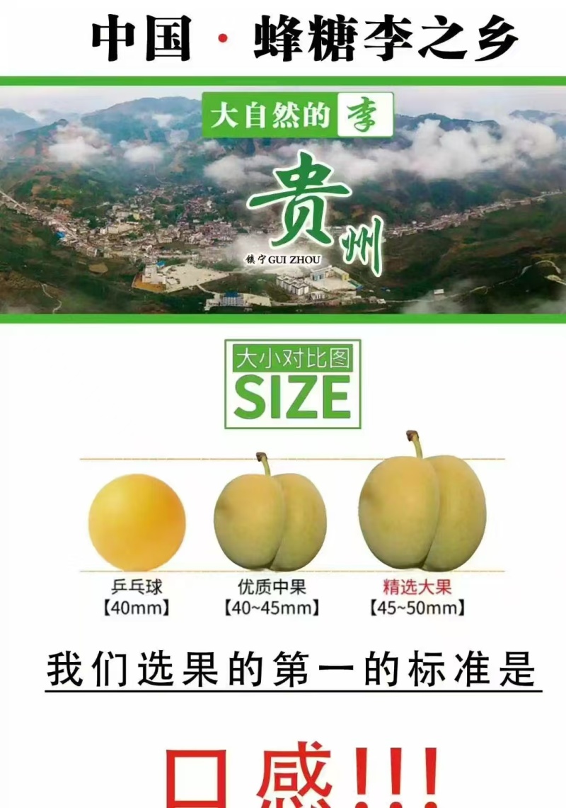 贵州六马蜂糖李核心产地
