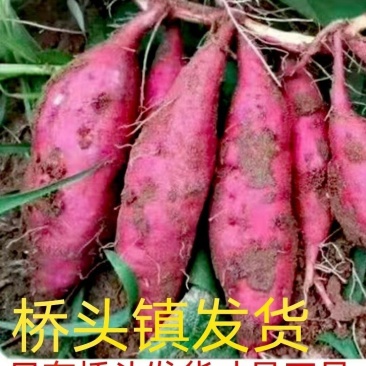 海南澄迈桥头地瓜净重9斤5斤新鲜红薯现挖沙地黄心板栗番薯