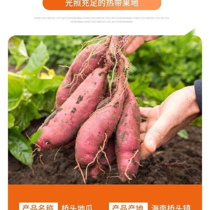 海南澄迈桥头地瓜净重9斤5斤新鲜红薯现挖沙地黄心板栗番薯