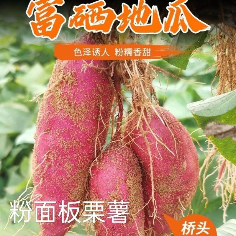 海南澄迈桥头地瓜净重9斤5斤新鲜红薯现挖沙地黄心板栗番薯