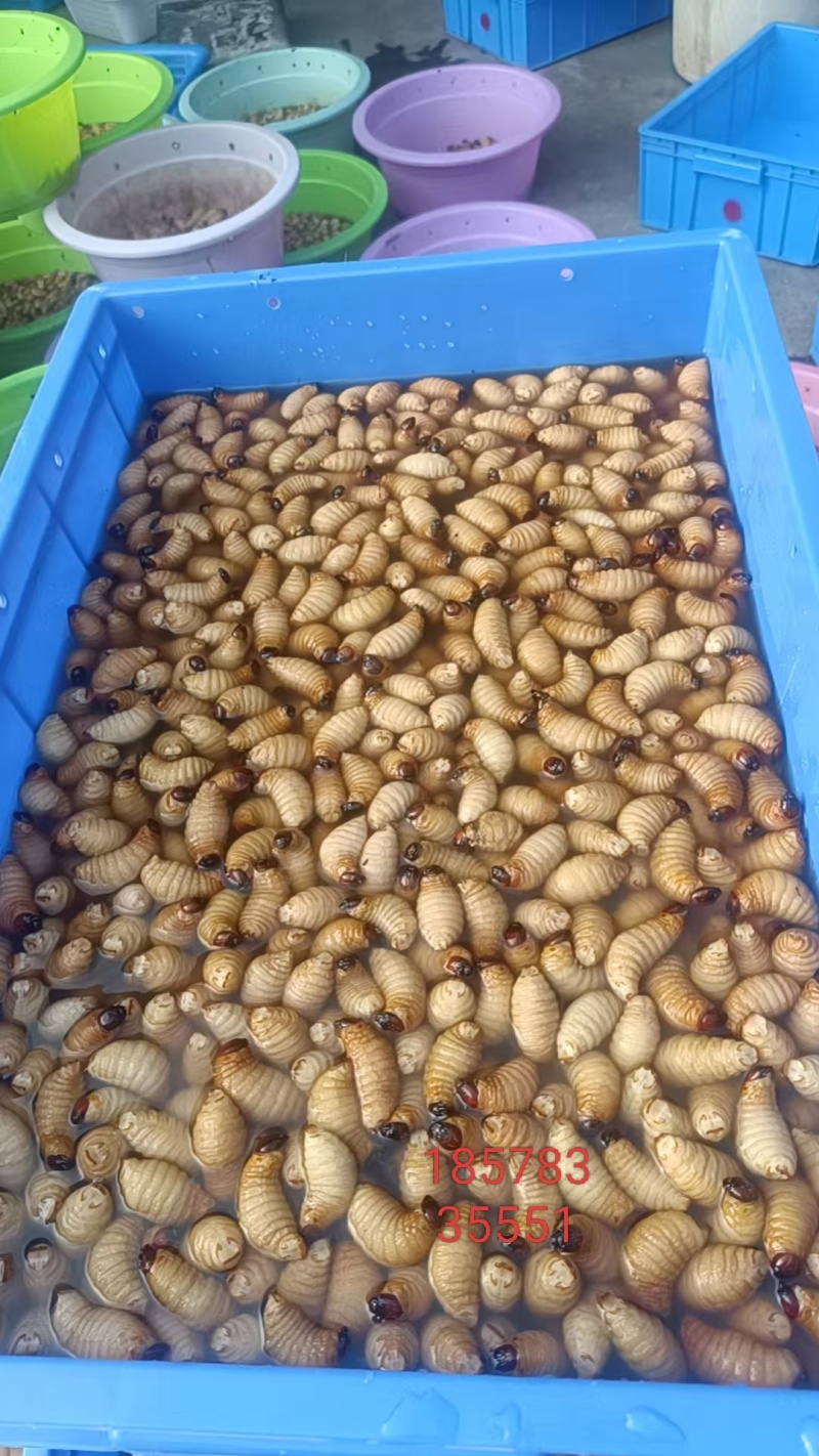 竹虫，广东省阳江市阳东区新洲镇