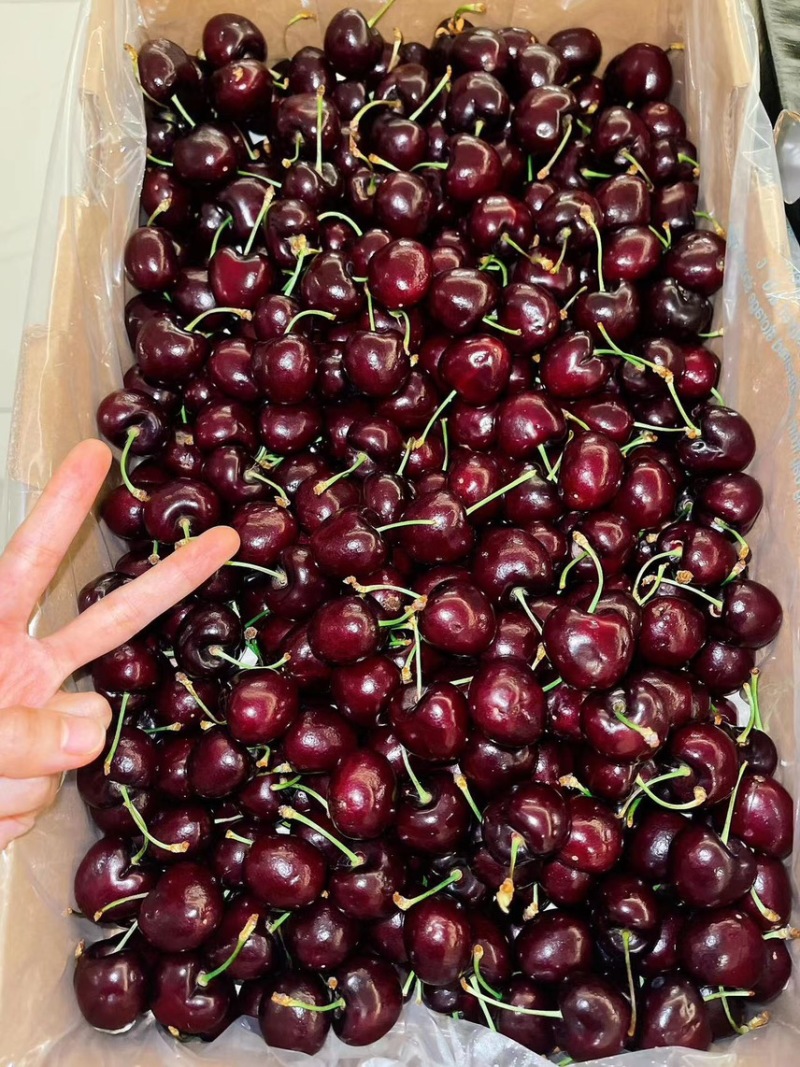 大连樱桃美早234J规格齐全基地直销