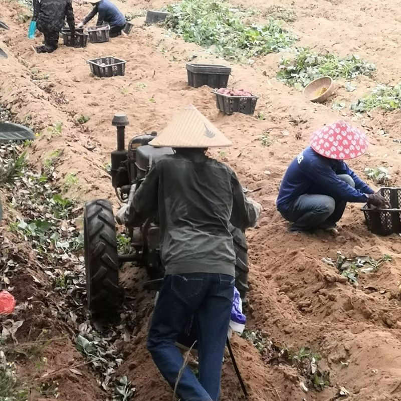 正宗海南红薯番薯澄迈县桥头地瓜山芋板栗薯黄心新鲜现挖现发