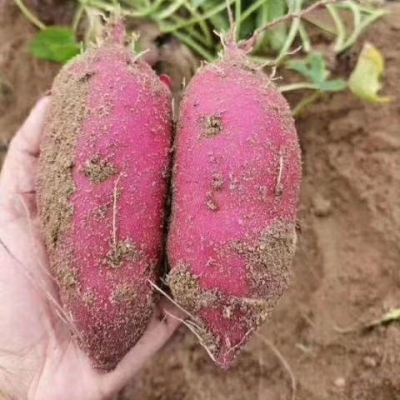 海南澄迈桥头富硒地瓜沙地种植新鲜红薯现挖现卖板栗桥头白心
