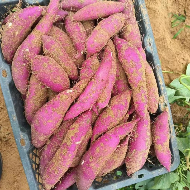 海南澄迈桥头富硒地瓜沙地种植新鲜红薯现挖现卖板栗桥头白心