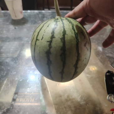 吊篮西瓜，金乐峰，西瓜，小糖丸