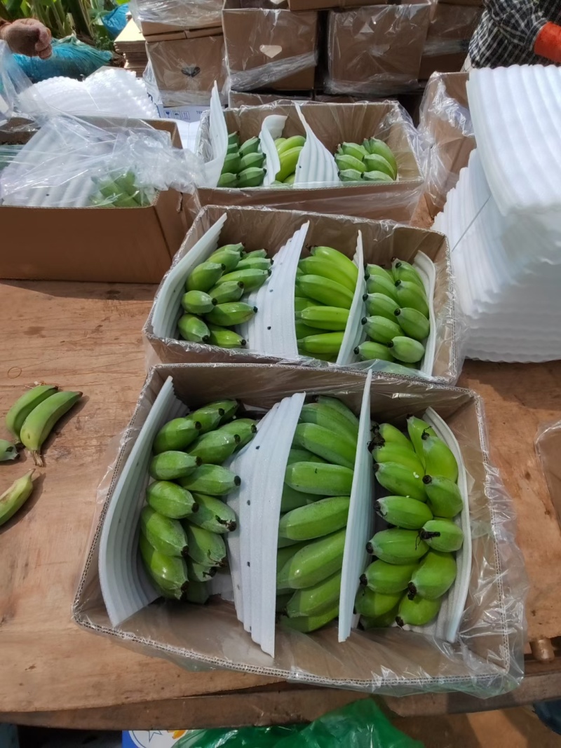 精品粉蕉，新鲜直采田头直供，欢迎咨询