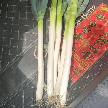铁杆大葱，5天内随时交易。